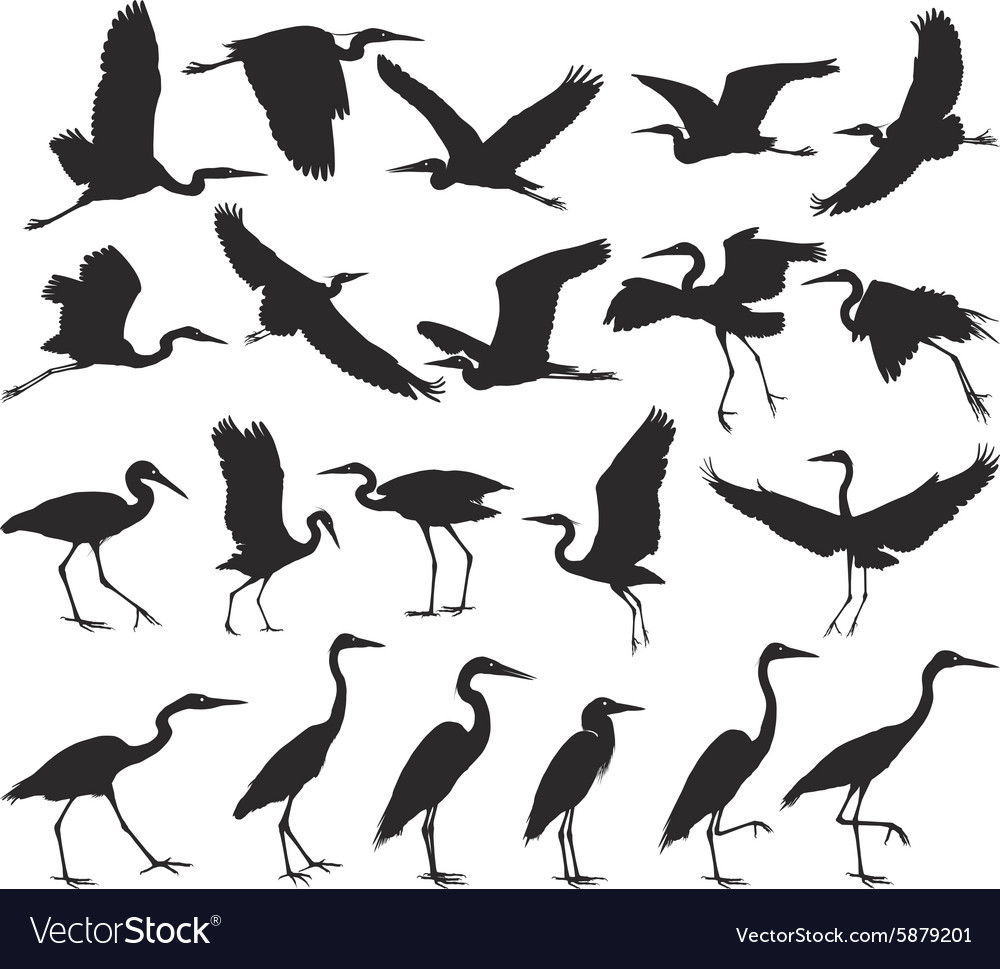 Bird - herons Royalty Free Vector Image - VectorStock