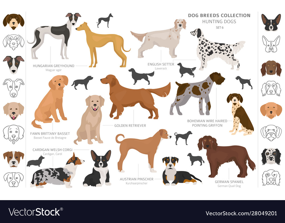 Hunting dogs collection isolated on white clipart Vector Image