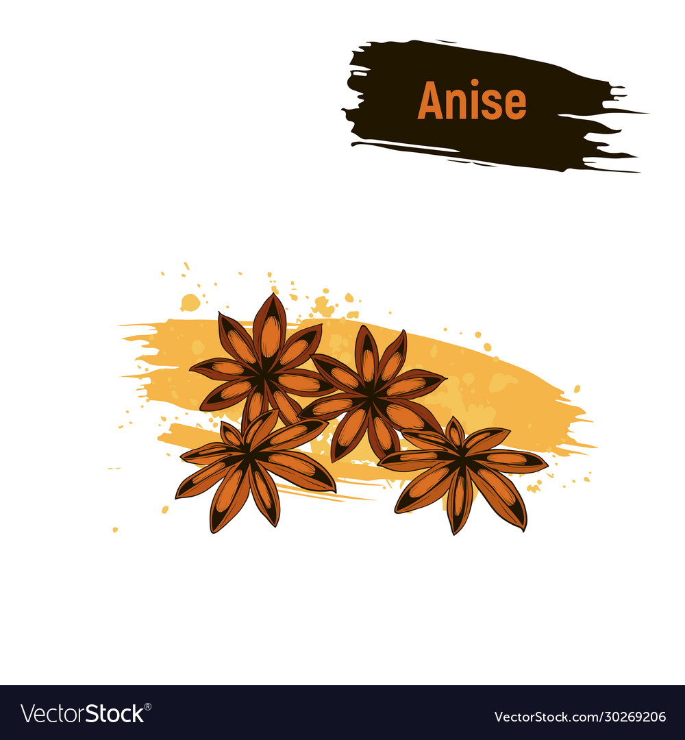 Colored Sketch Anise Royalty Free Vector Image