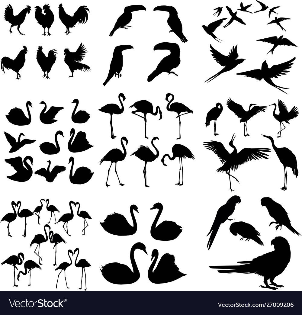 Set verschiedene Vogel Silhouetten isoliert auf weiß vector image Set verschiedene Vogel Silhouetten isoliert auf weiß