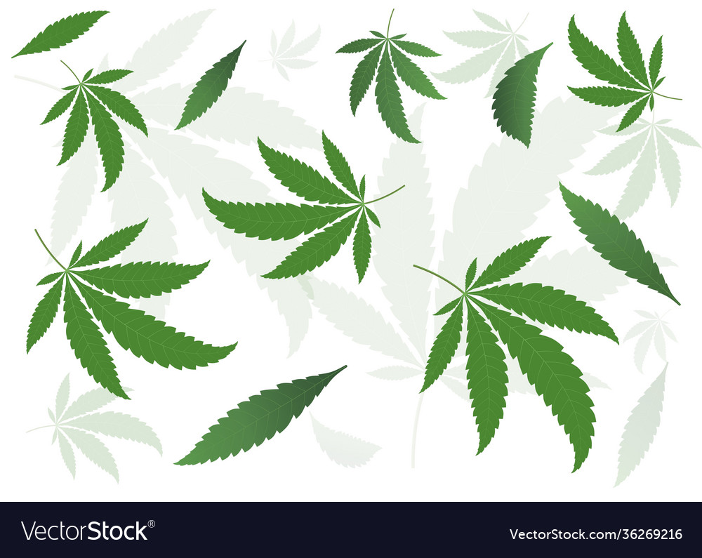 Marijuana leaf on white background cannabis