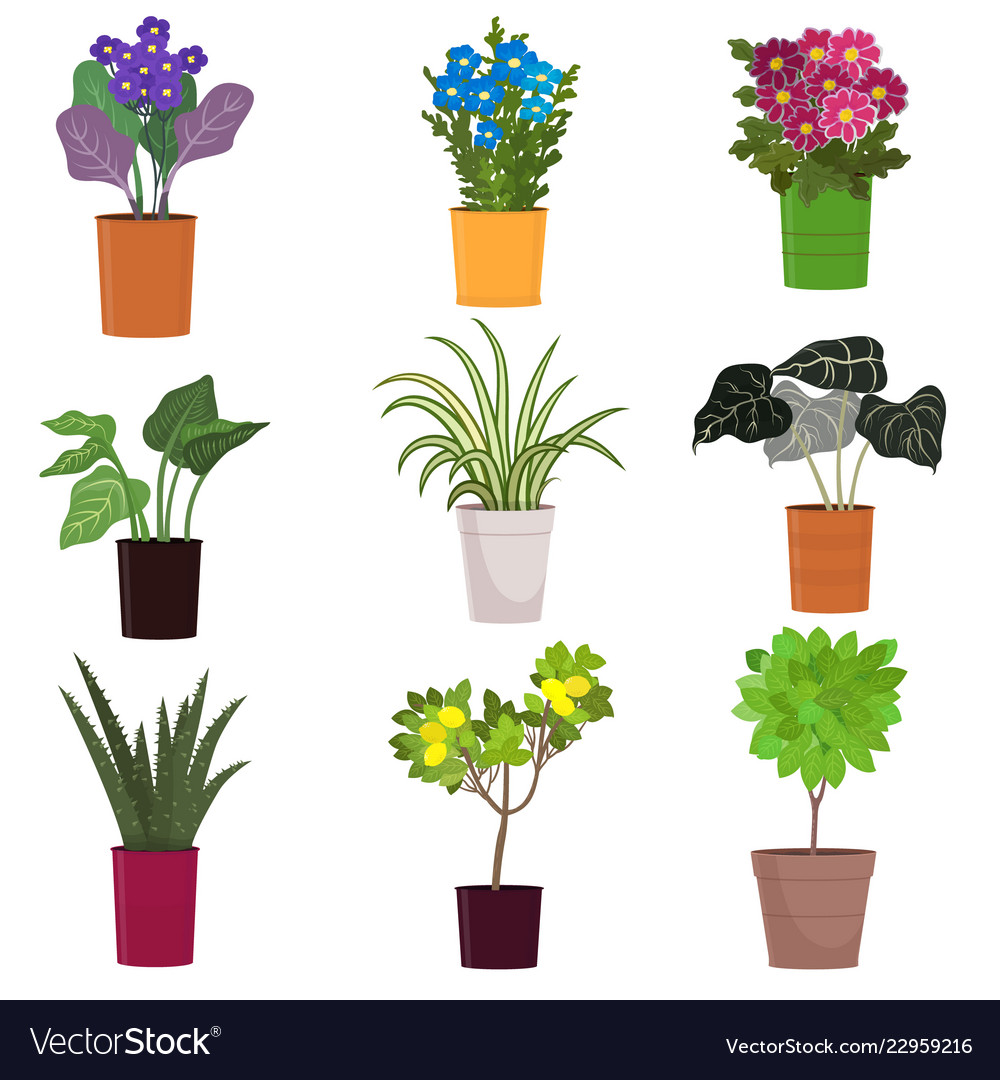 Set of homemade green plants in colorful pots