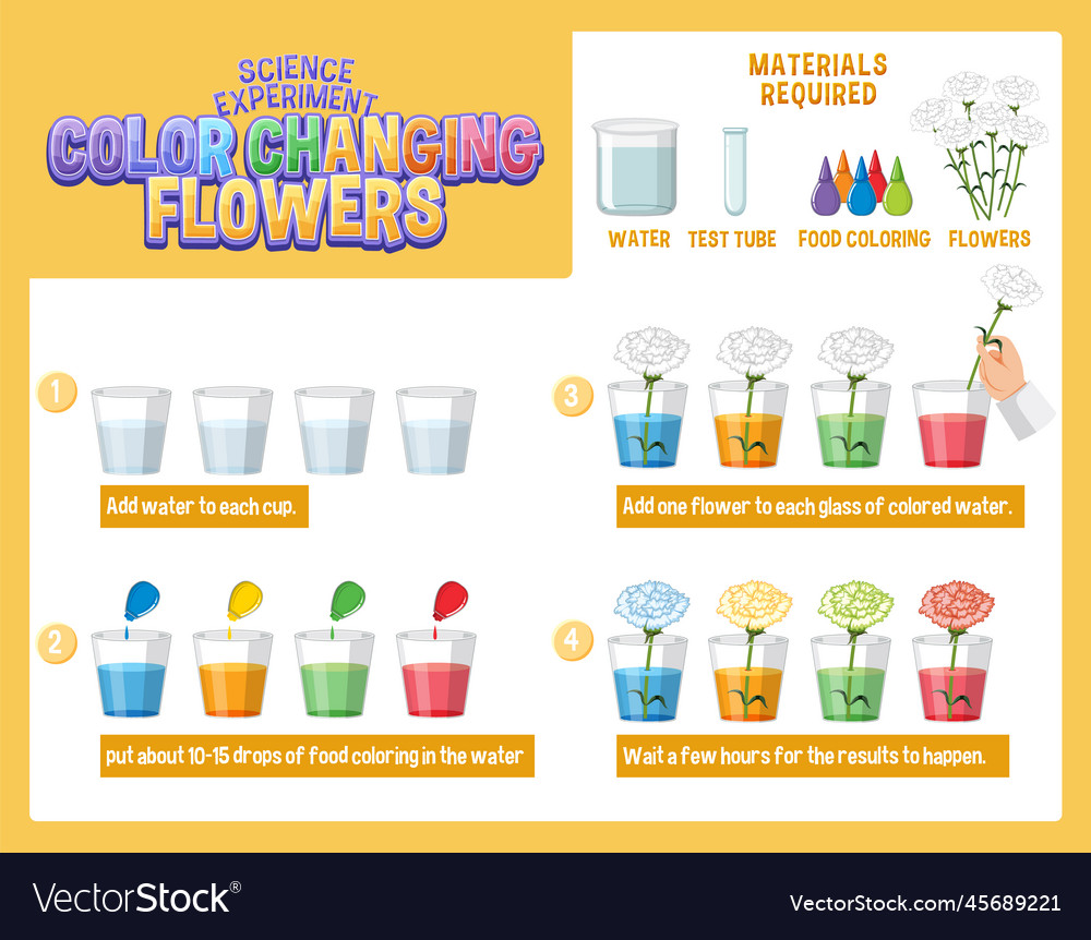 Color changing flowers science experiment Vector Image