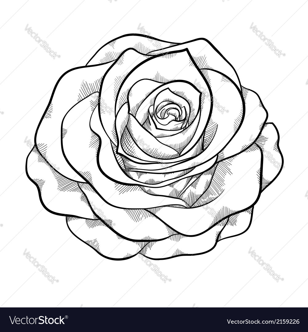 Black And White Rose Isolated Royalty Free Vector Image