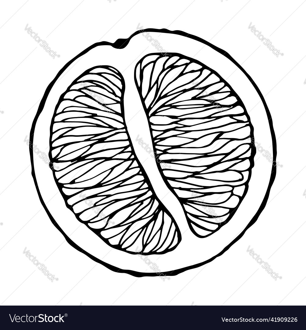 Isolated element citrus grapefruit