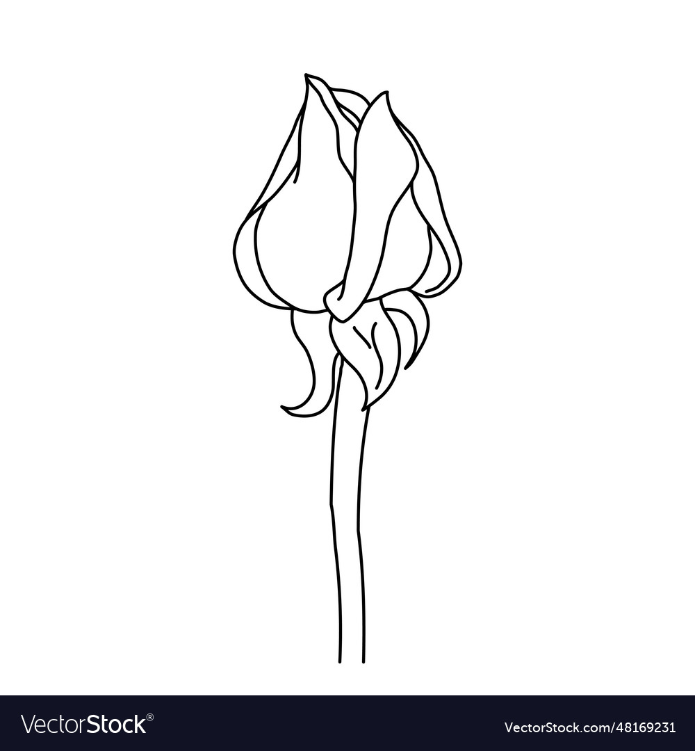 Rose flower bud on stem line art hand drawn