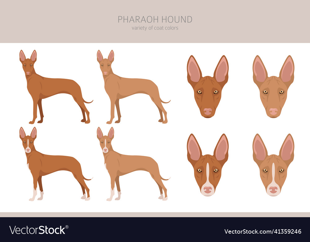 Pharaoh hound colors sales chestnut