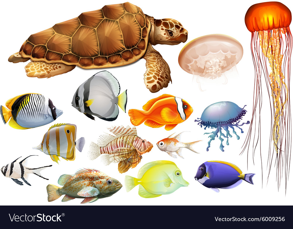 Different kind of sea animals