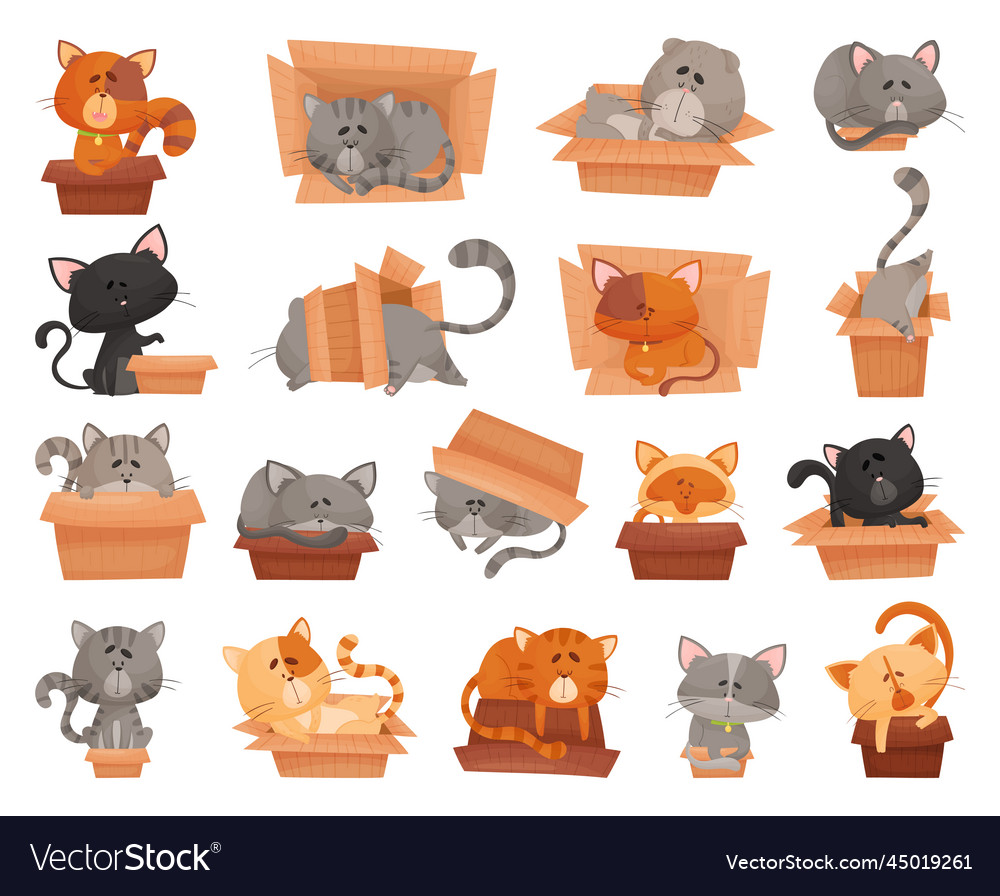 Funny cats sitting and sleeping in cardboard box