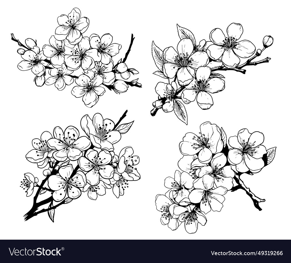 Hand drawn branch of sakura with blooms flowers Vector Image