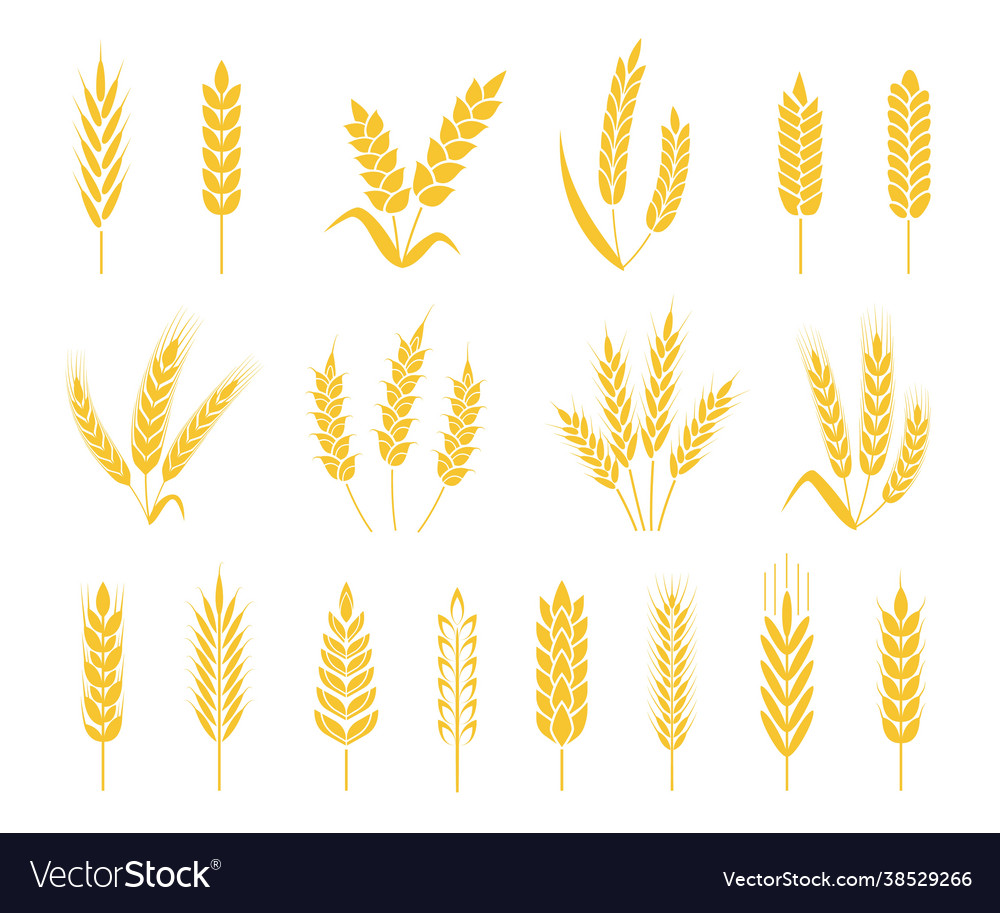 Wheat ears rice or barley crops sheaf Royalty Free Vector