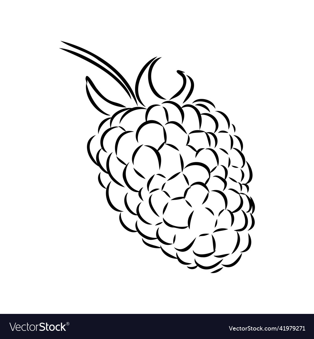 Isolated raspberry berries branch contour line