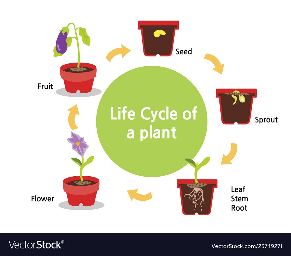 life-cycle-of-a-plant-royalty-free-vector-image