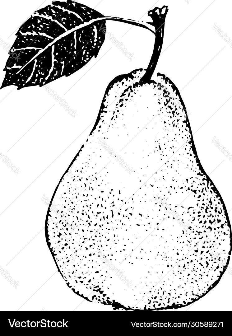 Pear with leaf Royalty Free Vector Image - VectorStock