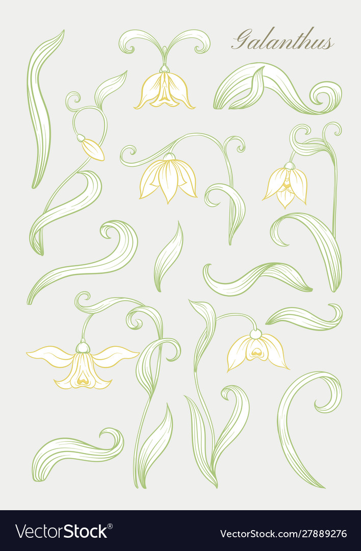 Galanthus snowdrop nivalis set elements