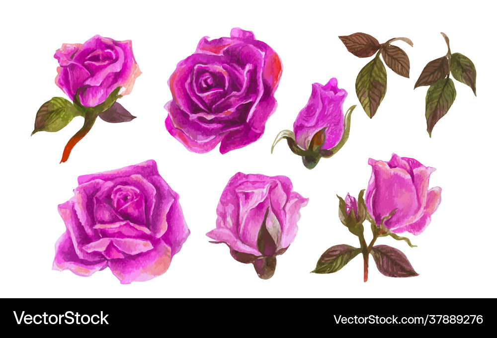 Set rose watercolor elements Royalty Free Vector Image