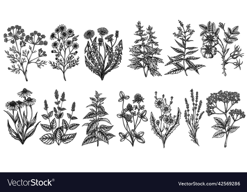 Tea herbs vintage collection Royalty Free Vector Image