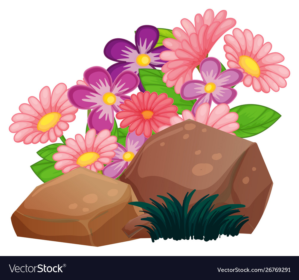 Flowers and rocks on white background Royalty Free Vector
