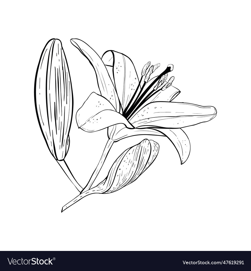 Lily flower in full bloom Royalty Free Vector Image