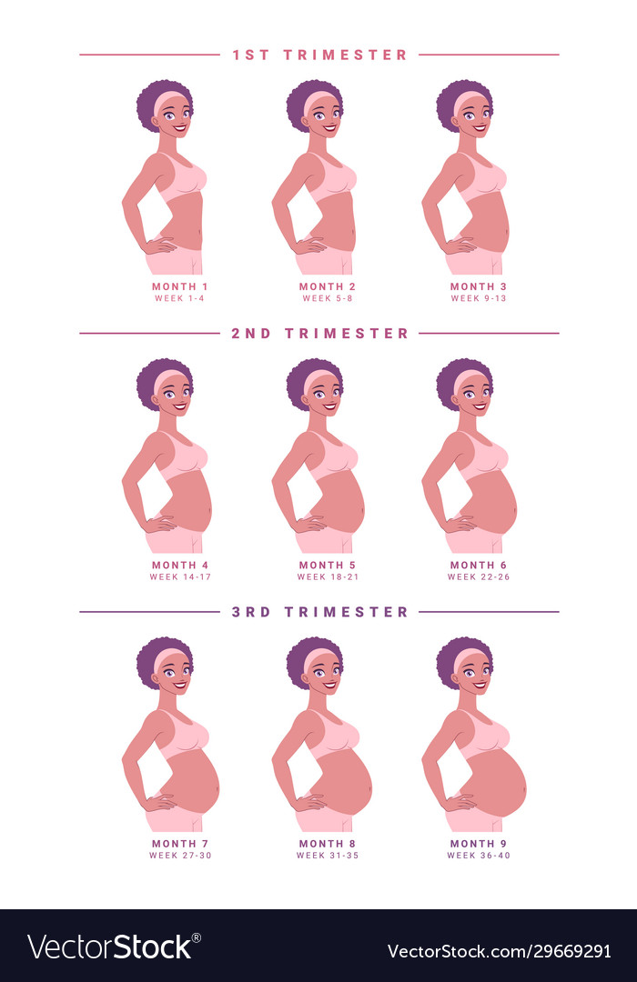 Pregnant Woman With Growing Belly Months Vector Image