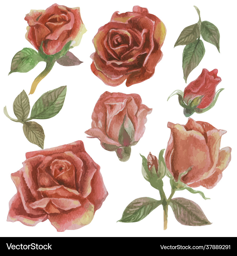 Set rose watercolor elements Royalty Free Vector Image
