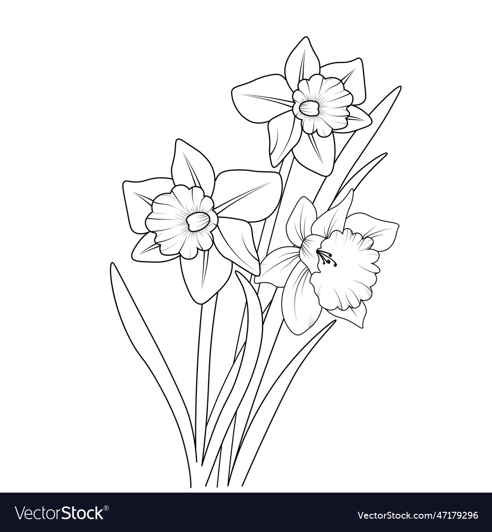 Daffodil flower coloring pagecoloring book for kid