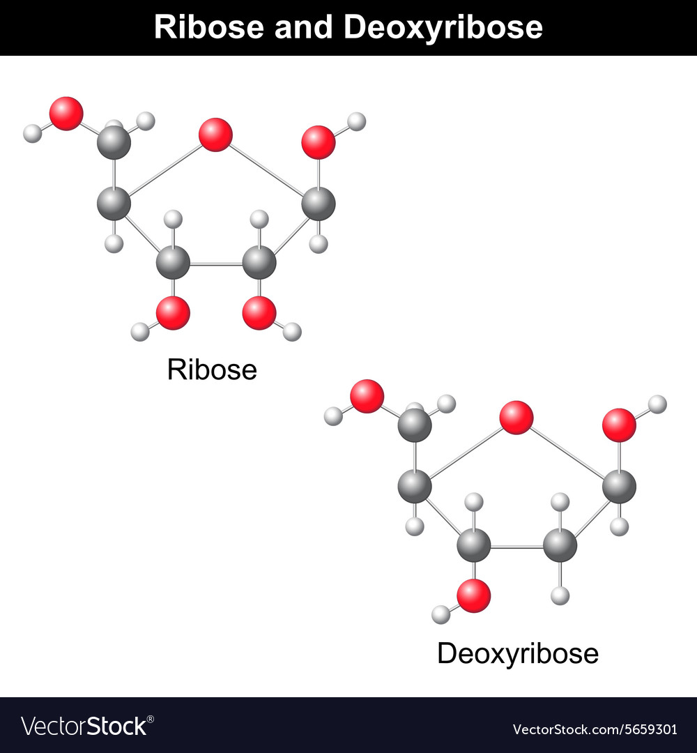 Ribose and Deoxyribose Structures