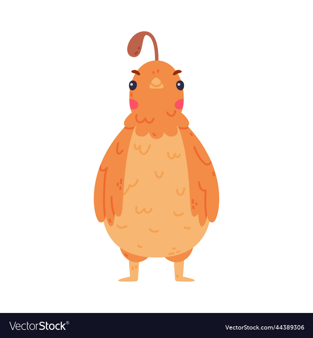 Quail bird with crest and feathers in standing