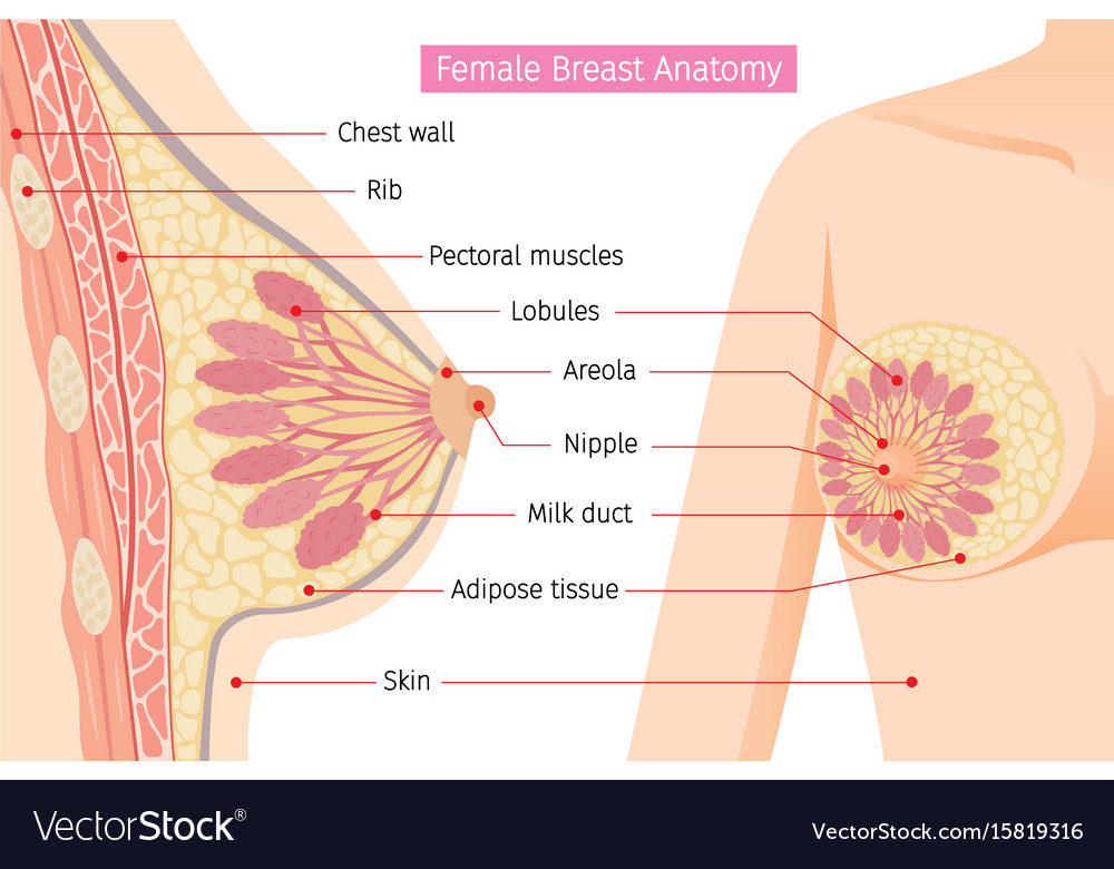 Cross section of female breast anatomy Royalty Free Vector