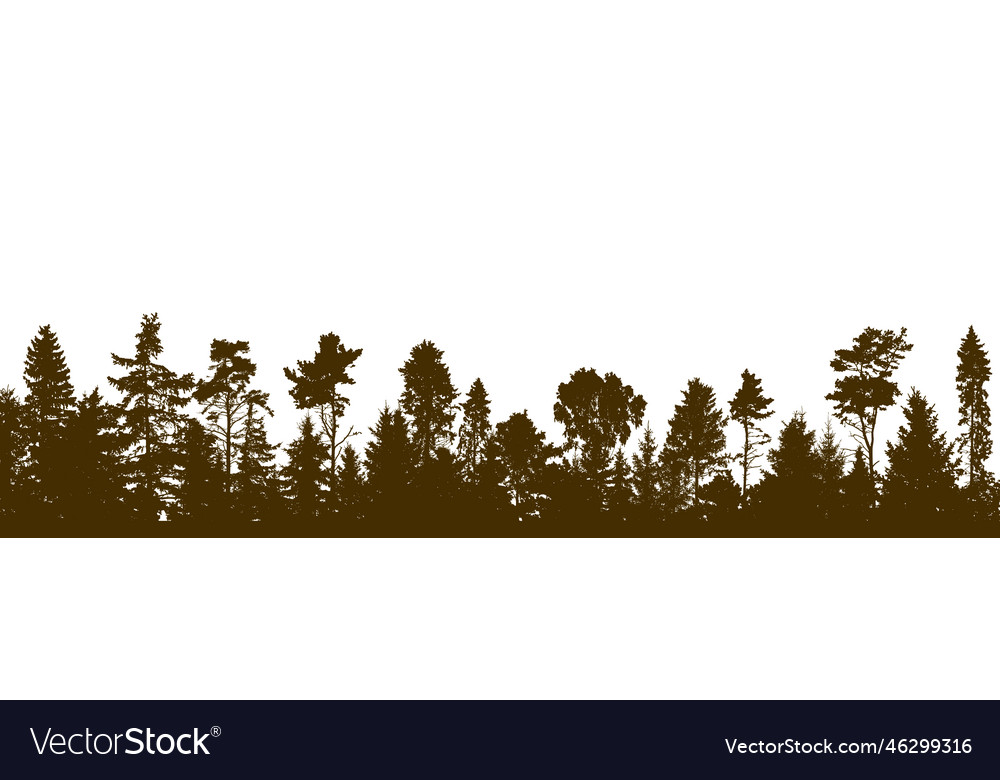 Panorama of beautiful forest silhouette firs