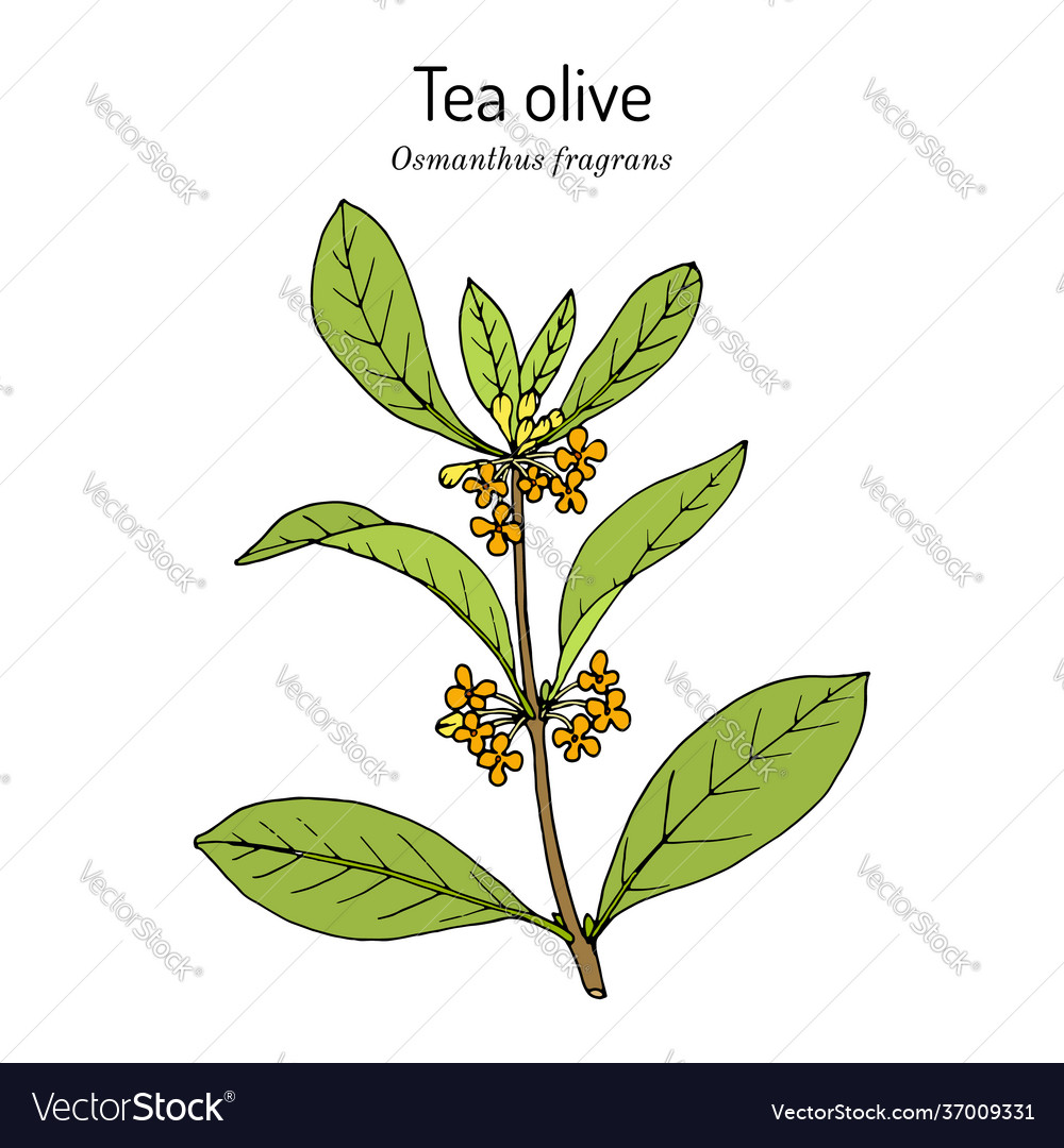 Sweet osmanthus or tea olive fragrans Royalty Free Vector