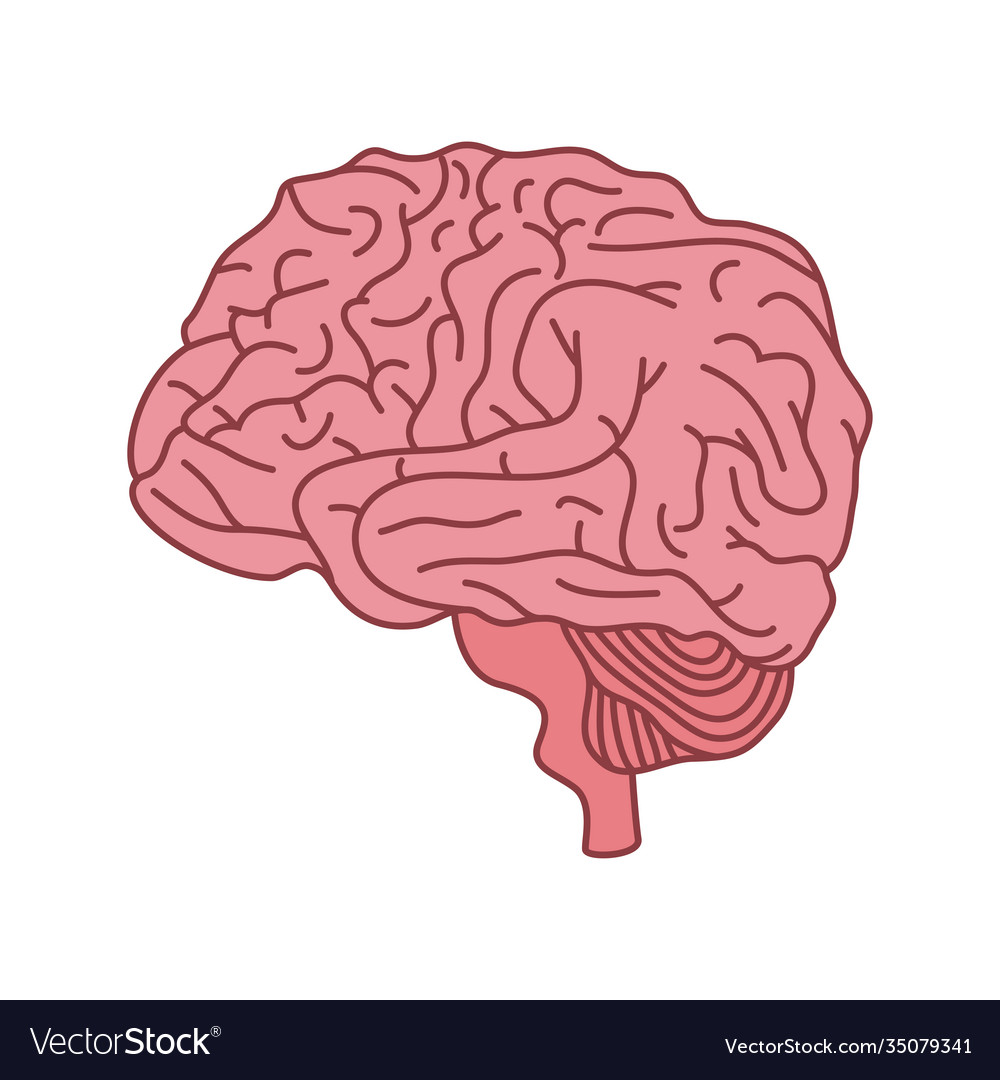 Mental health brain organ icon Royalty Free Vector Image