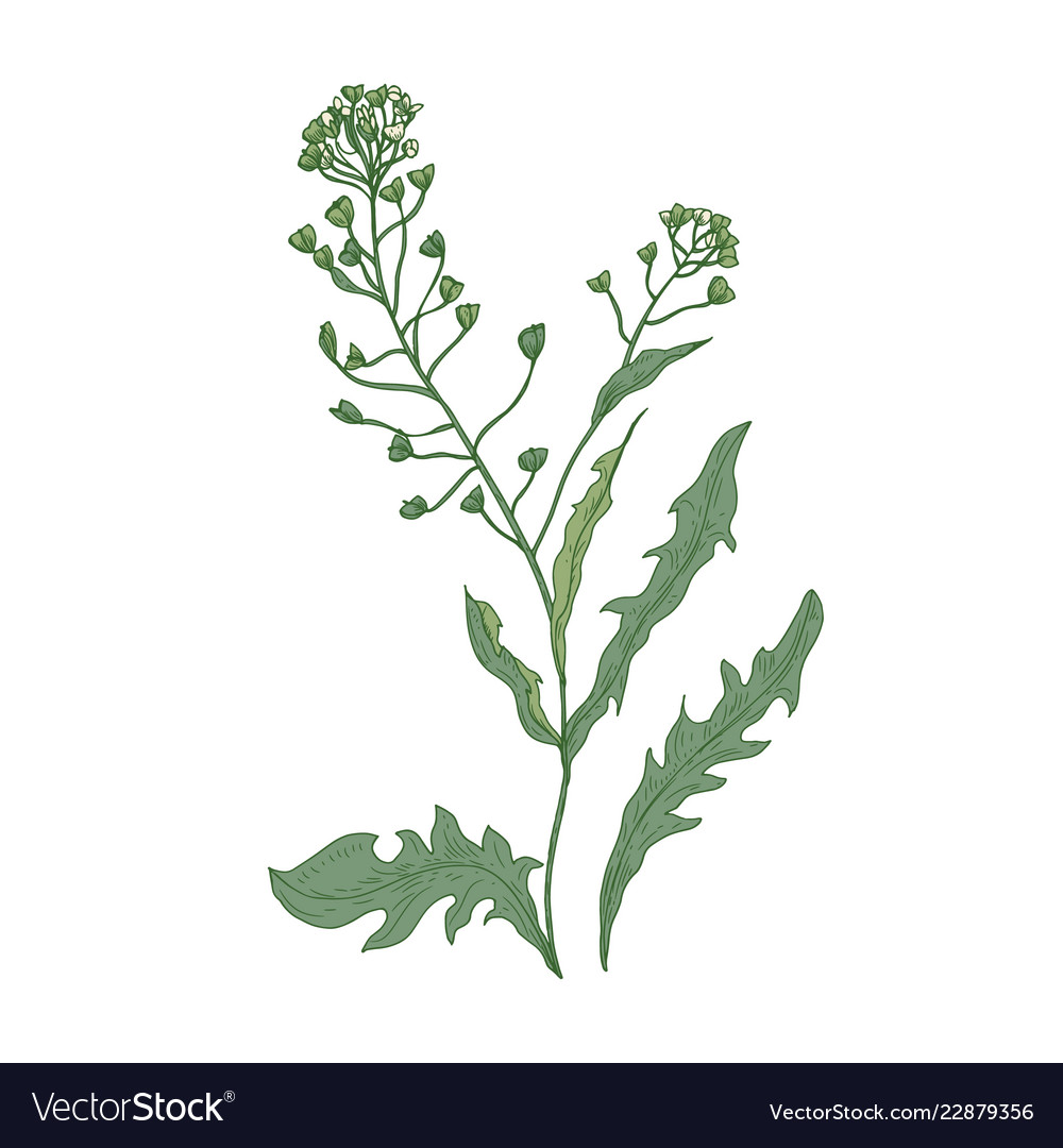 Shepherd's Purse Flowers - Botanical Art