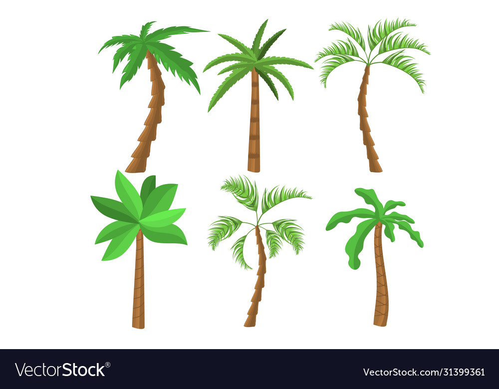 Tropical palm trees