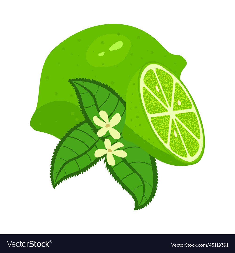 Lime icon fruit green design vector image Lime icon fruit green design