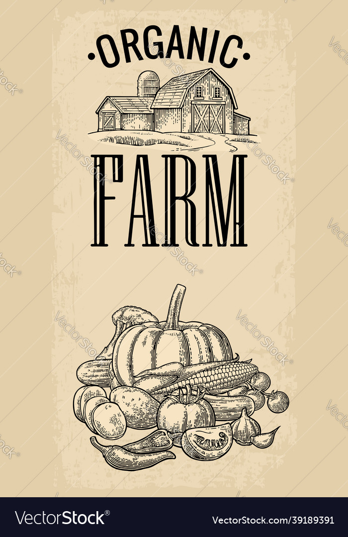 Poster with farm and set vegetables cucumbers Vector Image