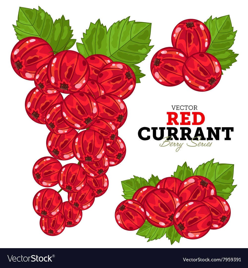 Red currant set