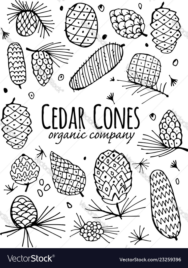 Cedar cone background sketch for your design
