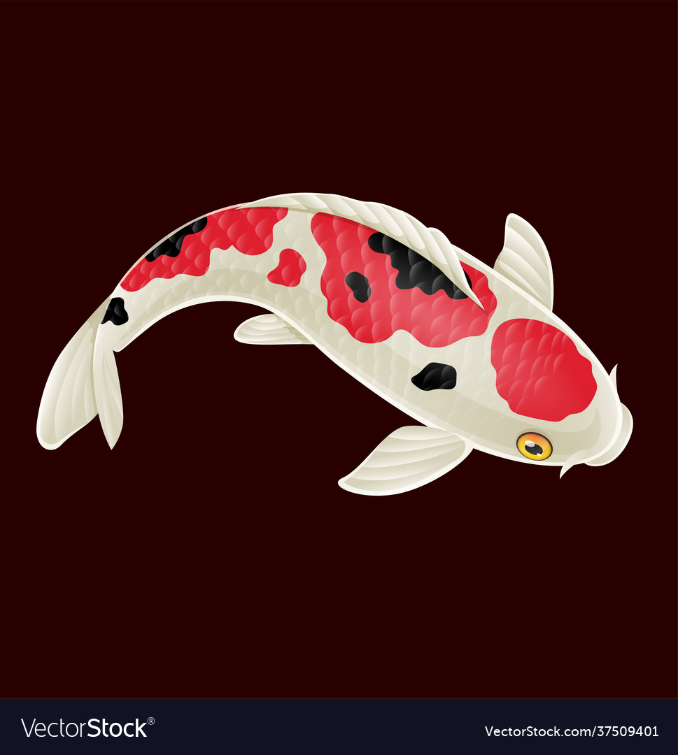 Cartoon cute koi fish on red background