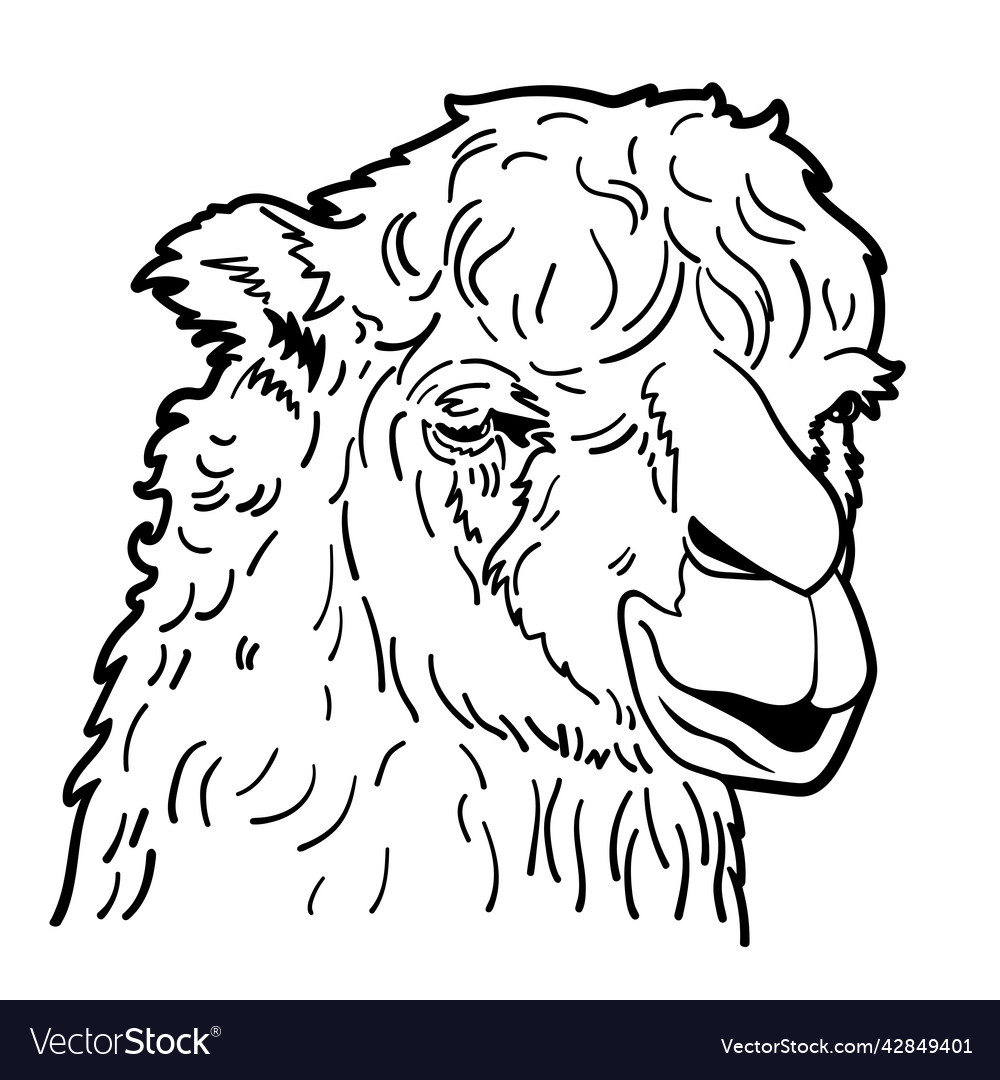 Drawing of alpaca portrait