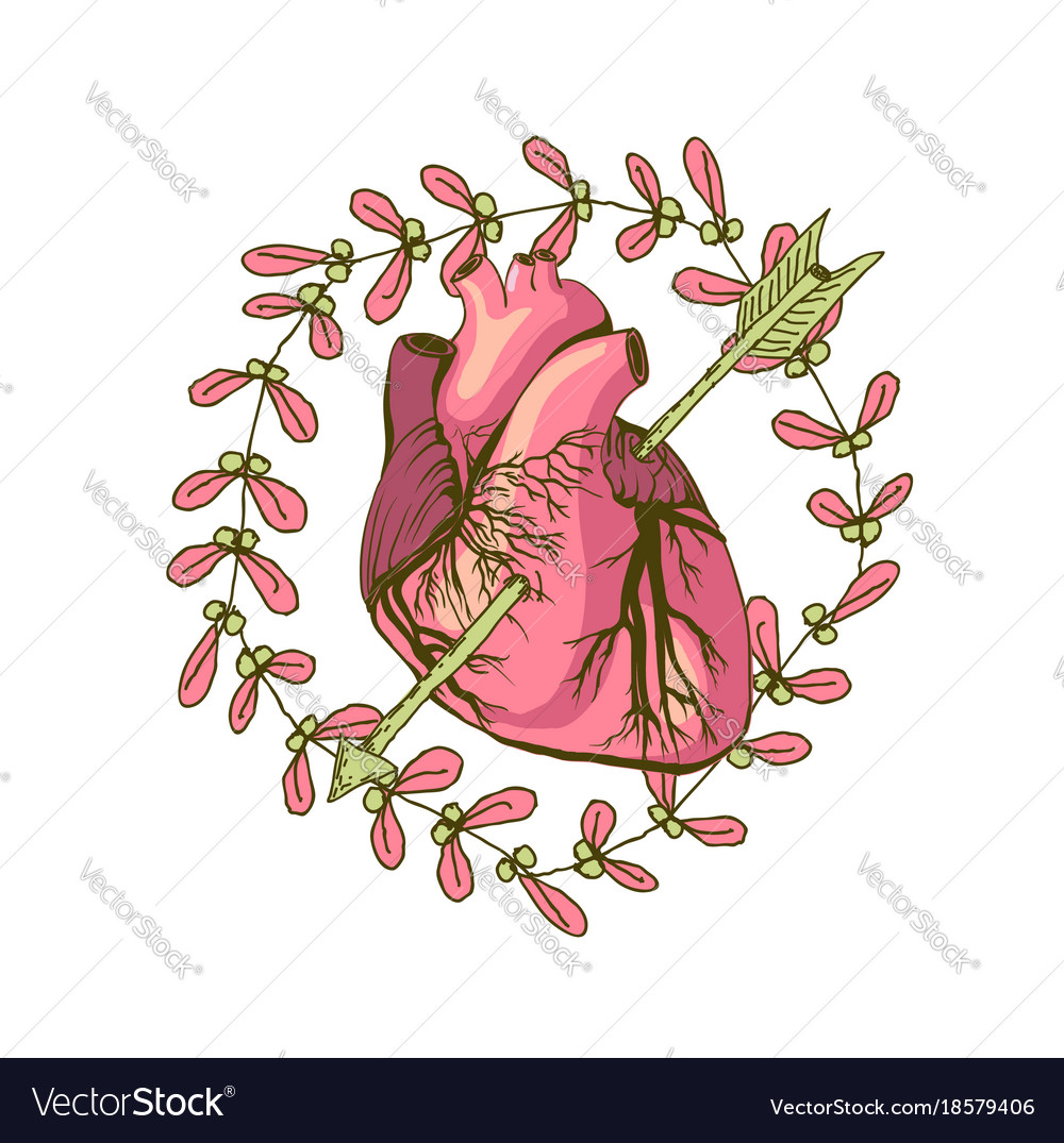 Drawing of the heart anatomical