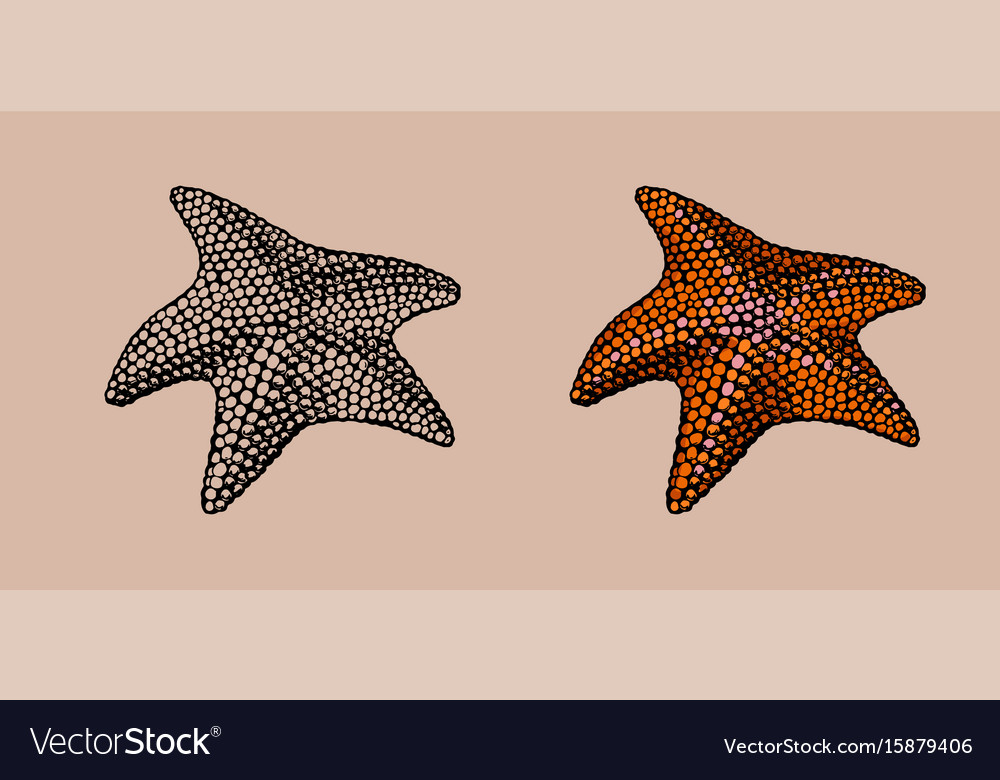 Starfish hand drawn stylized