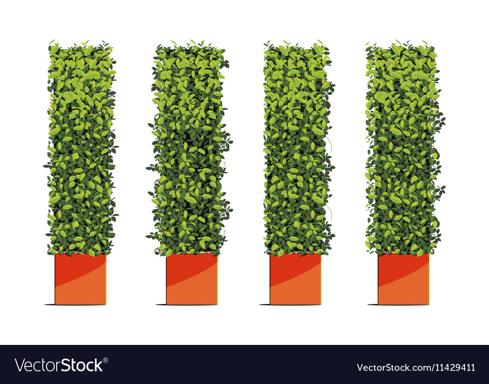 Green Tree Wall in Pots