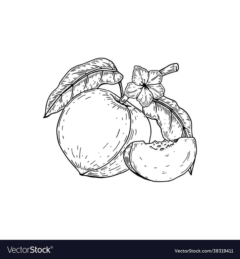 Hand drawn whole peach fruit and slice isolated Vector Image