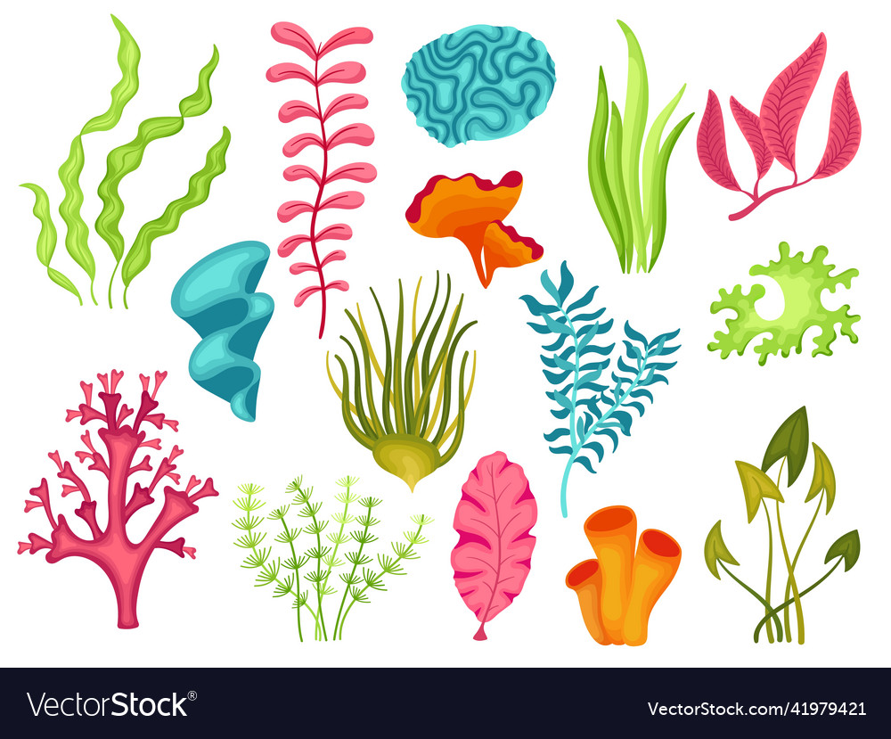 Cartoon seaweed natural seaweeds underwater Vector Image