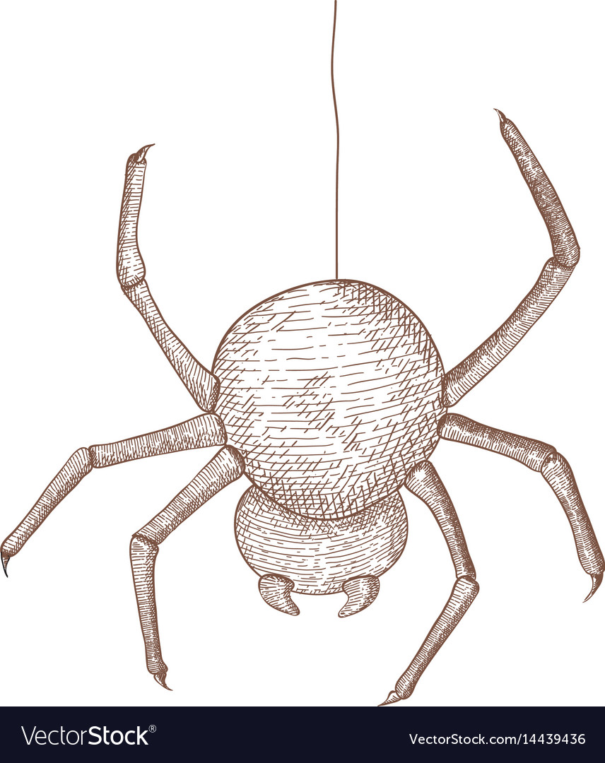 Spider hand drawn sketch