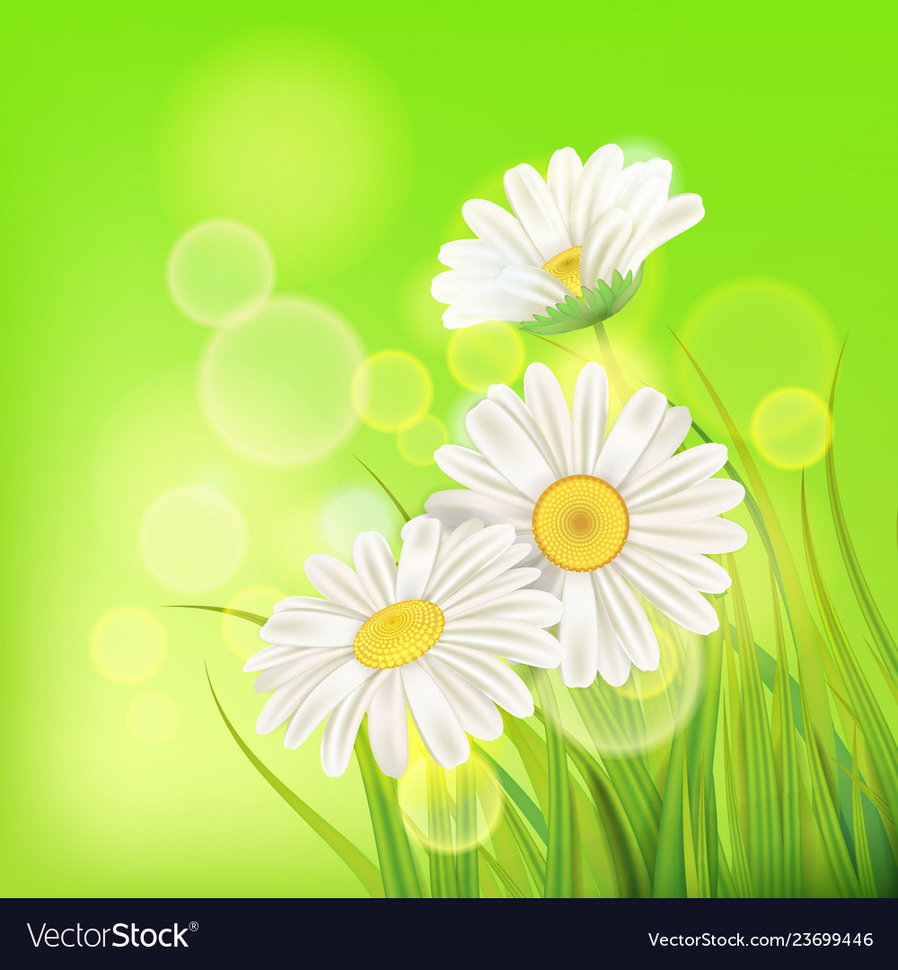 Chamomile Spring Meadow