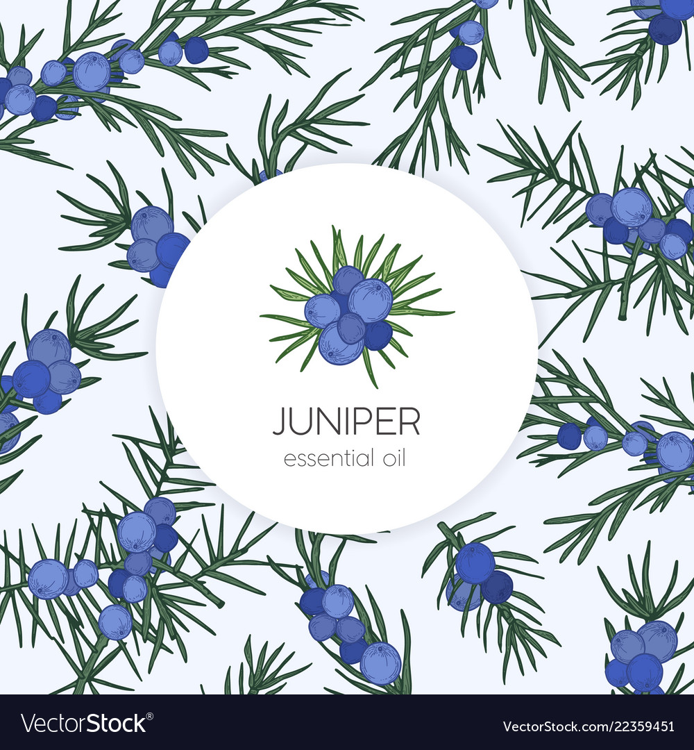 juniper essential oil label or tag template vector image