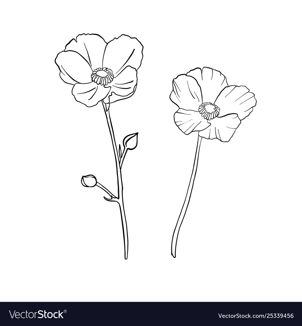 Sketch Of Flowers With Name - canvas-depot