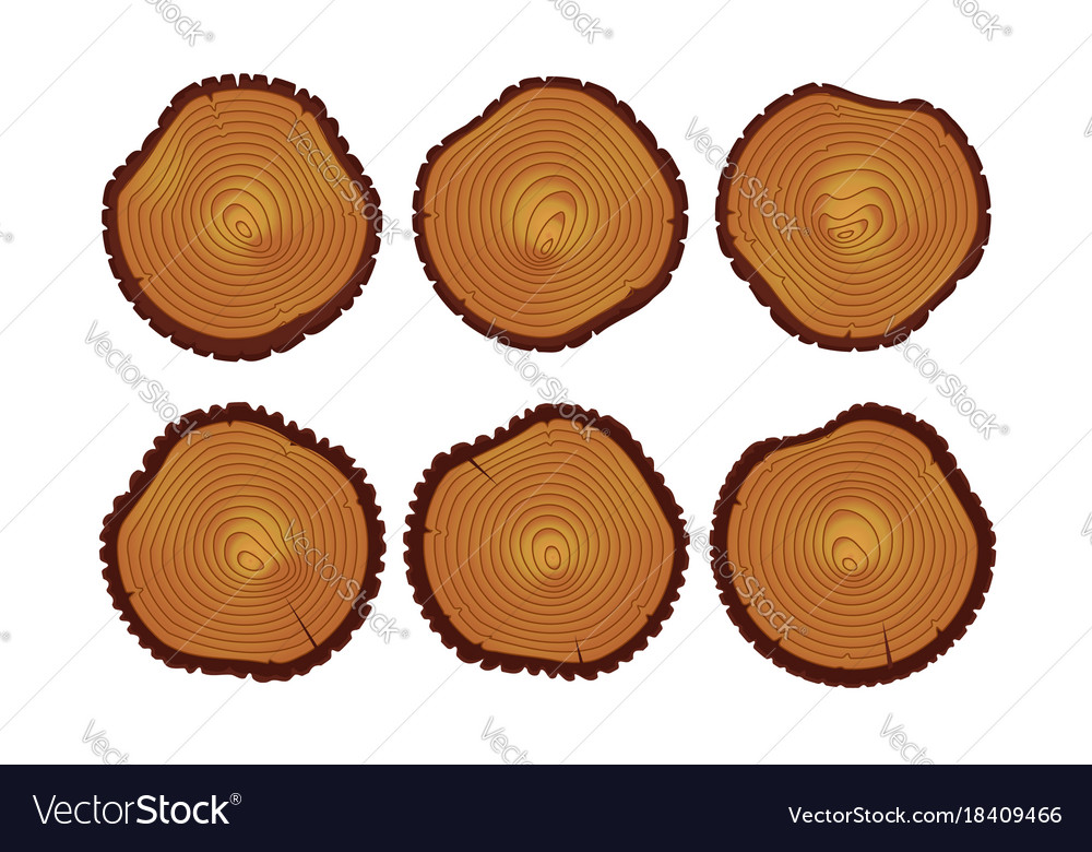 Annual tree rings saw cut trunk